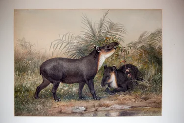 バク、1880